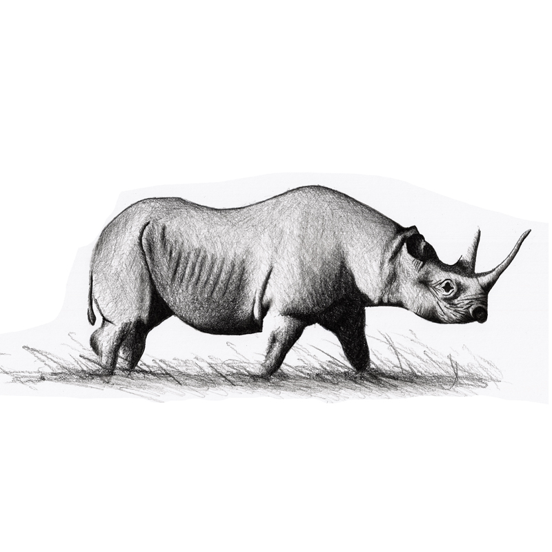 Illustration of rhino